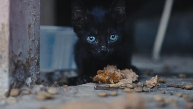 猫たちと7000マイルの旅