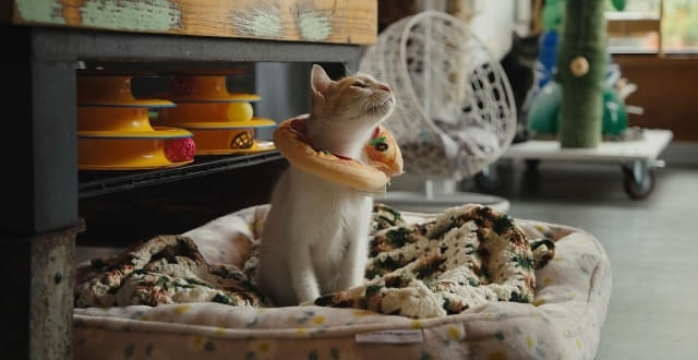 猫たちと7000マイルの旅